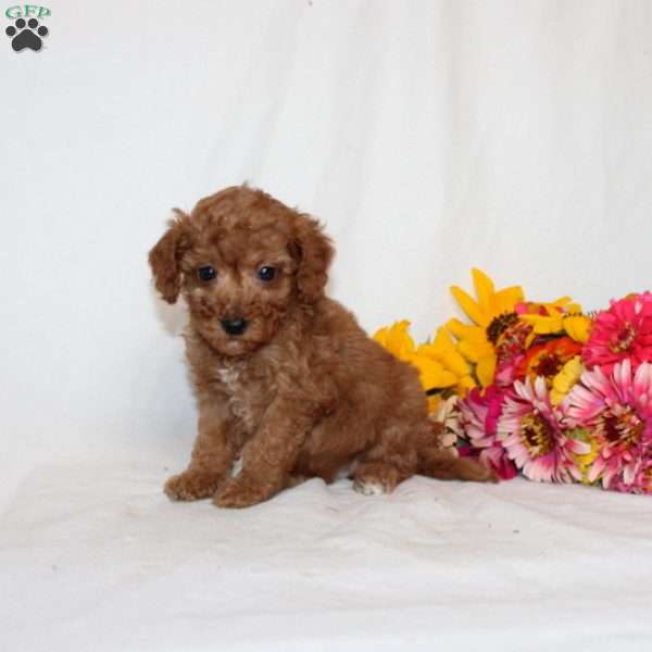 Beatrixx, Mini Goldendoodle Puppy